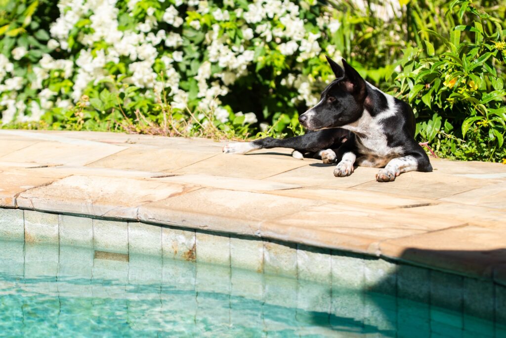 Pool-Construction